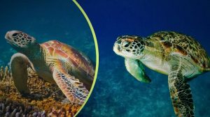 Foto: Brocken Inaglory - Wikimedia