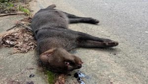 Este yaguarundí, una especie solitaria y aún misteriosa para la ciencia, fue atropellado y su cuerpo quedó desangrado a un costado de la nueva autopista al mar. FOTO: CORANTIOQUIA