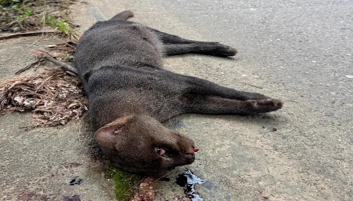 Este yaguarundí, una especie solitaria y aún misteriosa para la ciencia, fue atropellado y su cuerpo quedó desangrado a un costado de la nueva autopista al mar. FOTO: CORANTIOQUIA