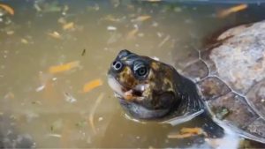 Foto: Área Metropolitana