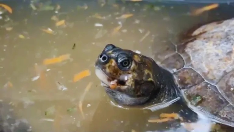 Foto: Área Metropolitana