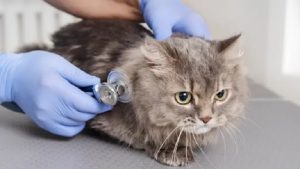 Gatos 'indoor' también sufren las consecuencias.Foto: Freepik