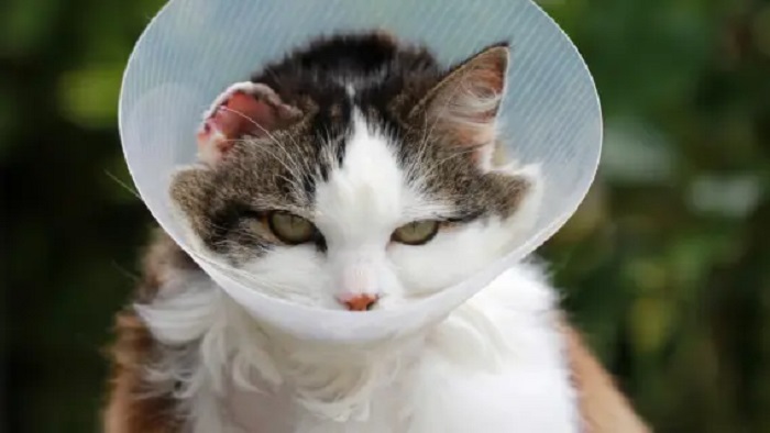 El hongo es altamente contagioso.Foto: Freepik