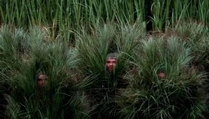 Decenas de bailarines disfrazados de arbustos hicieron parte de la escenografía del show de medio tiempo de Bad Bunny en el Super Bowl. FOTO: Getty Images.