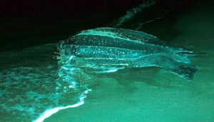 FOTO: Archivo EL COLOMBIANO