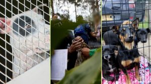 Rescataron 12 perros en estado crítico y encontraron dos más muertos, en medio de un evento ilegal que movía apuestas y convocaba participantes desde el extranjero. Foto: cortesía.